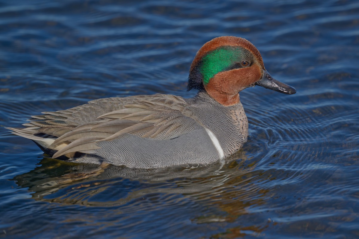 Green-winged Teal - ML613373361