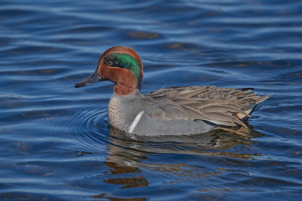 Green-winged Teal - ML613373362