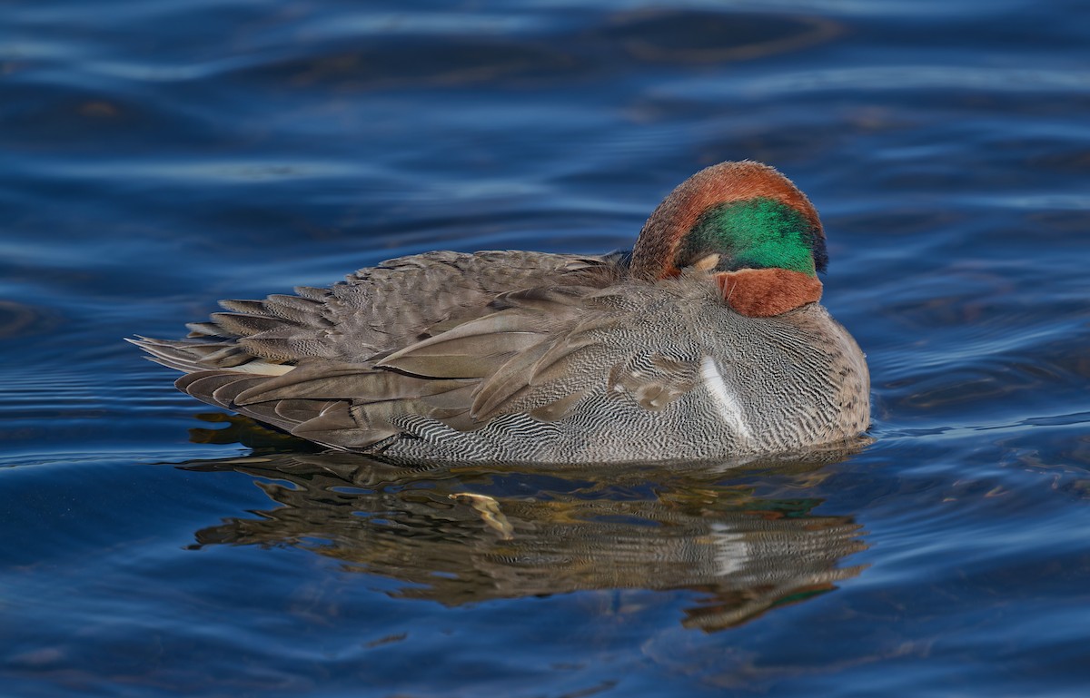 Green-winged Teal - ML613373363