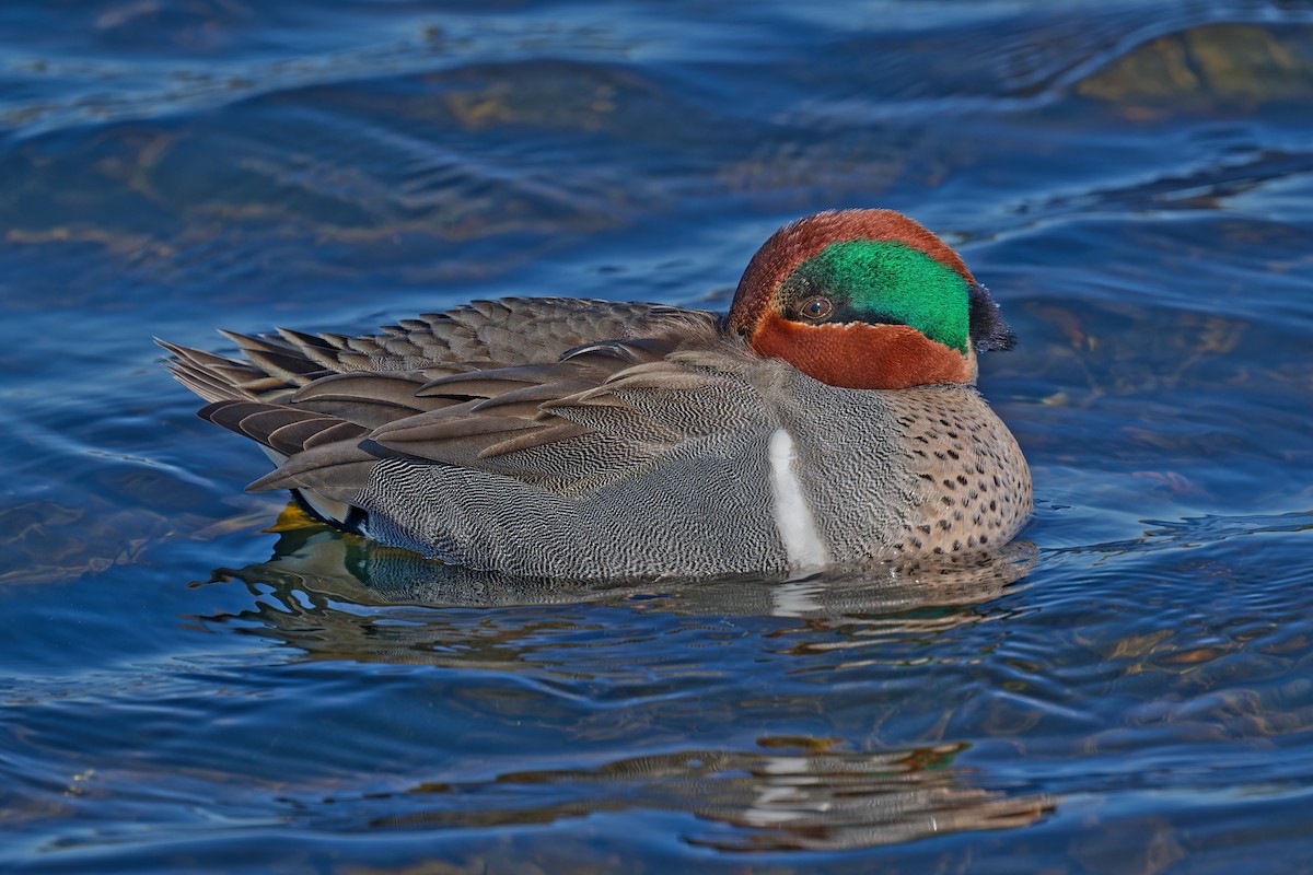 Green-winged Teal - ML613373364