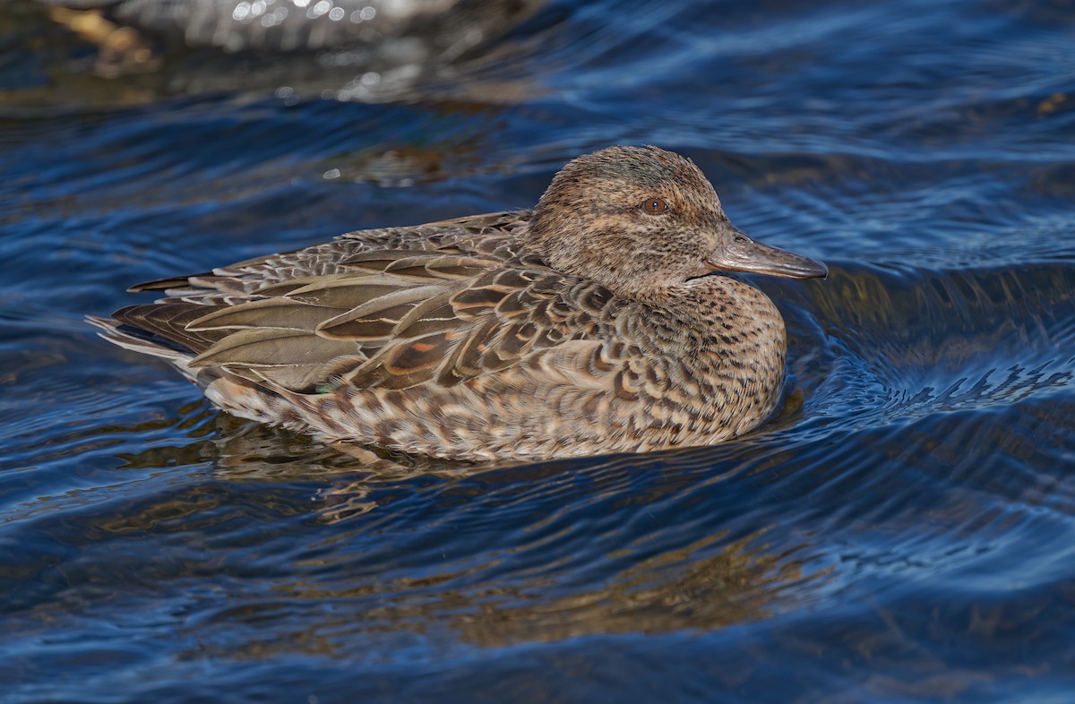 Green-winged Teal - ML613373366