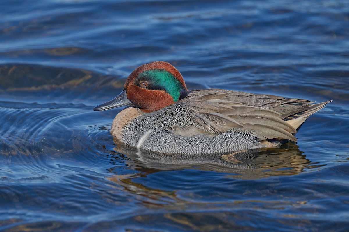 Green-winged Teal - ML613373367