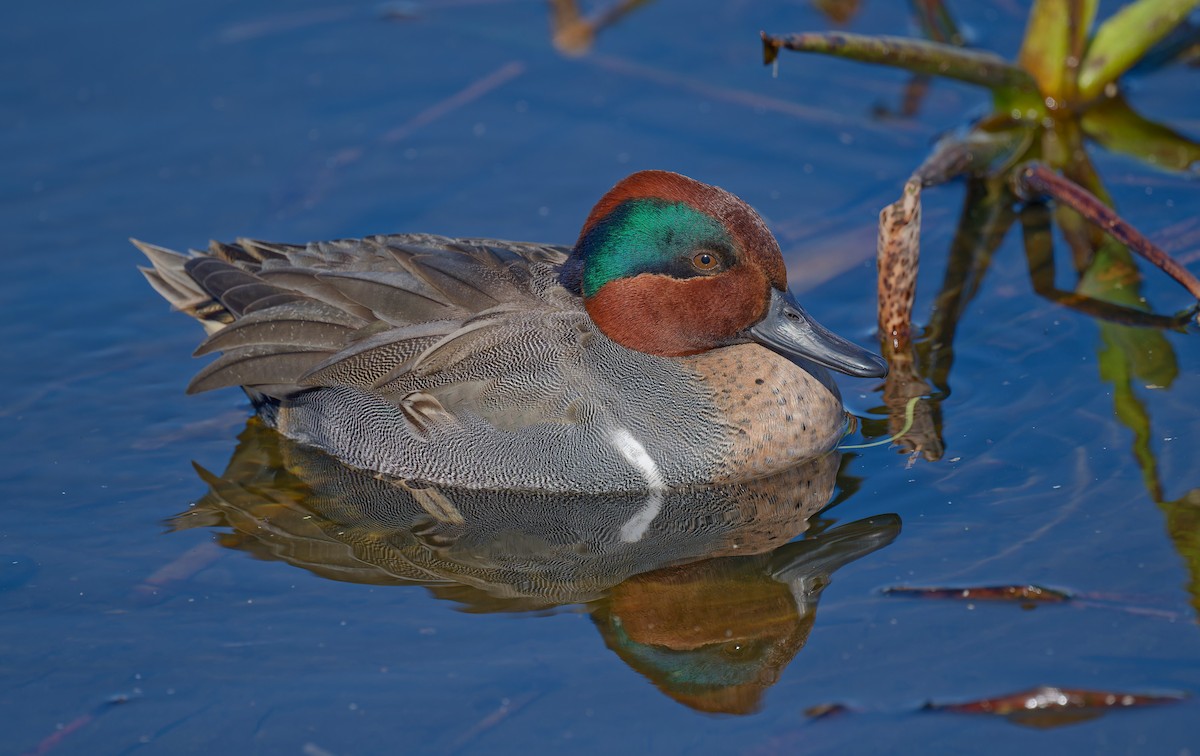 Green-winged Teal - ML613373368