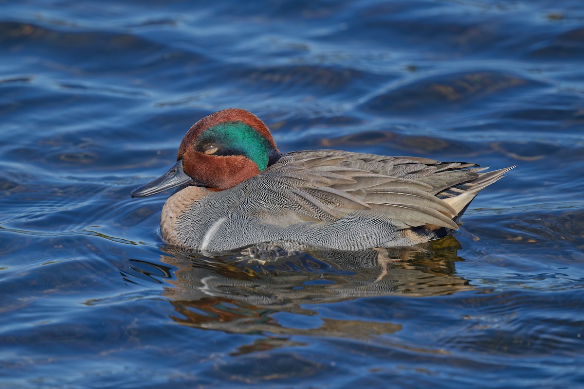 Green-winged Teal - ML613373369