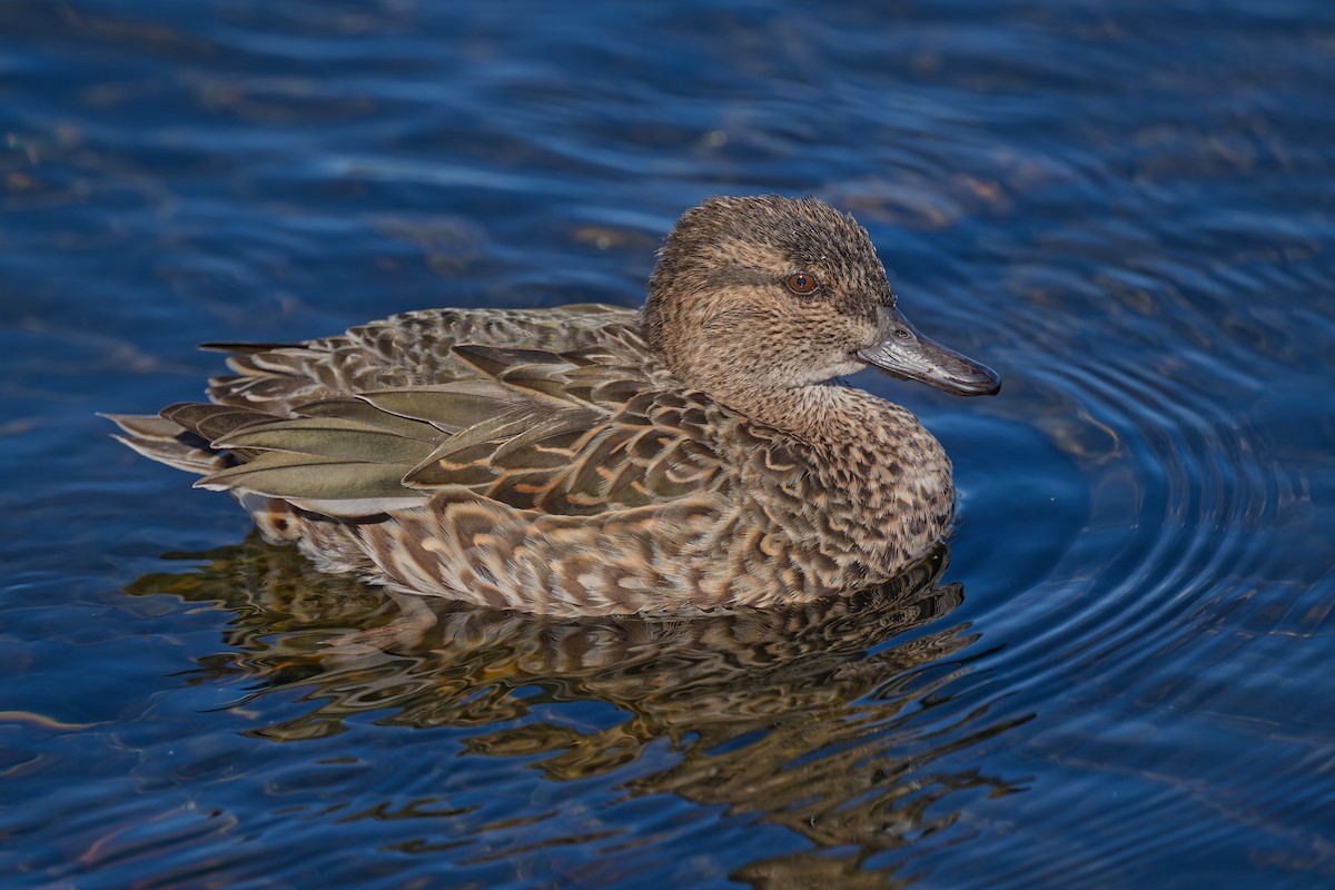 Green-winged Teal - ML613373371