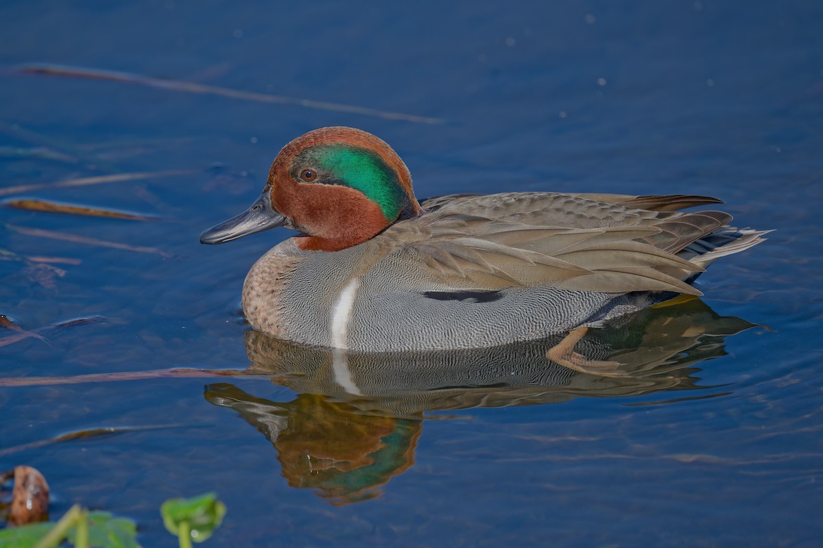 Green-winged Teal - ML613373372