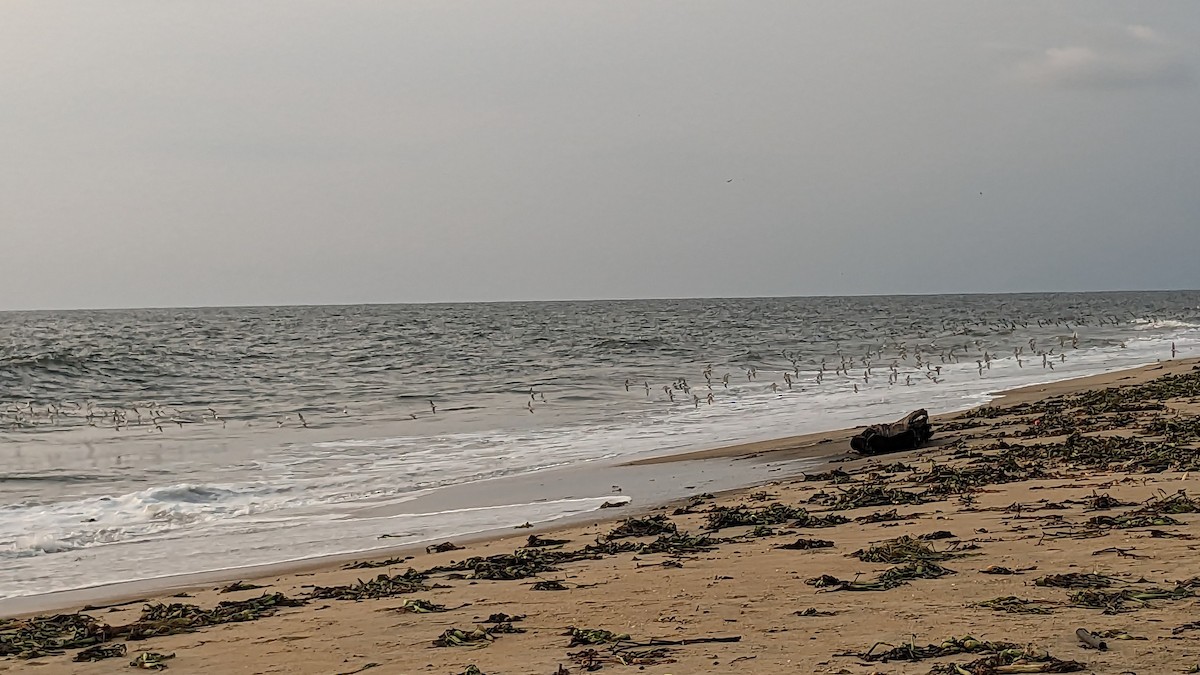 Tibetan Sand-Plover - Karthik Thrikkadeeri