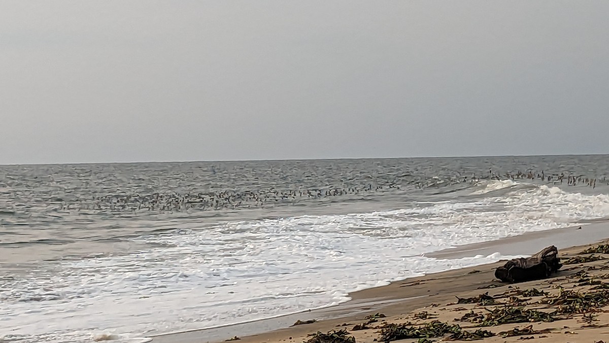 Tibetan Sand-Plover - Karthik Thrikkadeeri