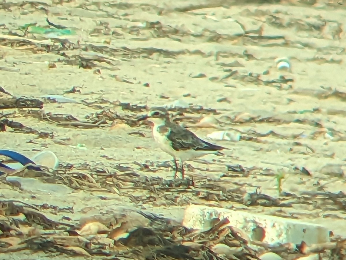 Tibetan Sand-Plover - Karthik Thrikkadeeri