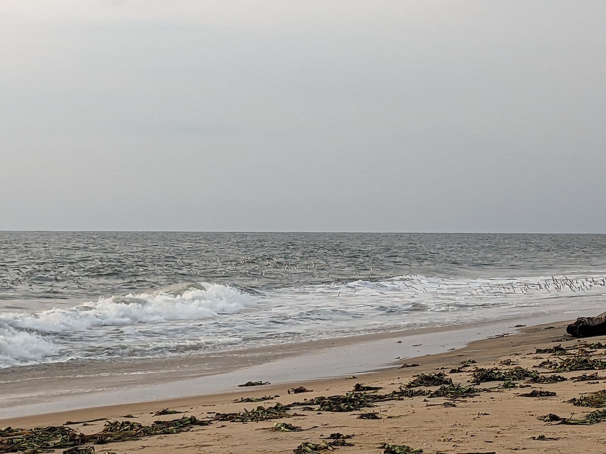 Tibetan Sand-Plover - Karthik Thrikkadeeri