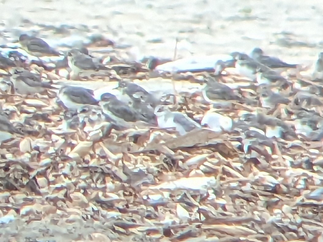 Calidris sp. (petit bécasseau sp.) - ML613373443