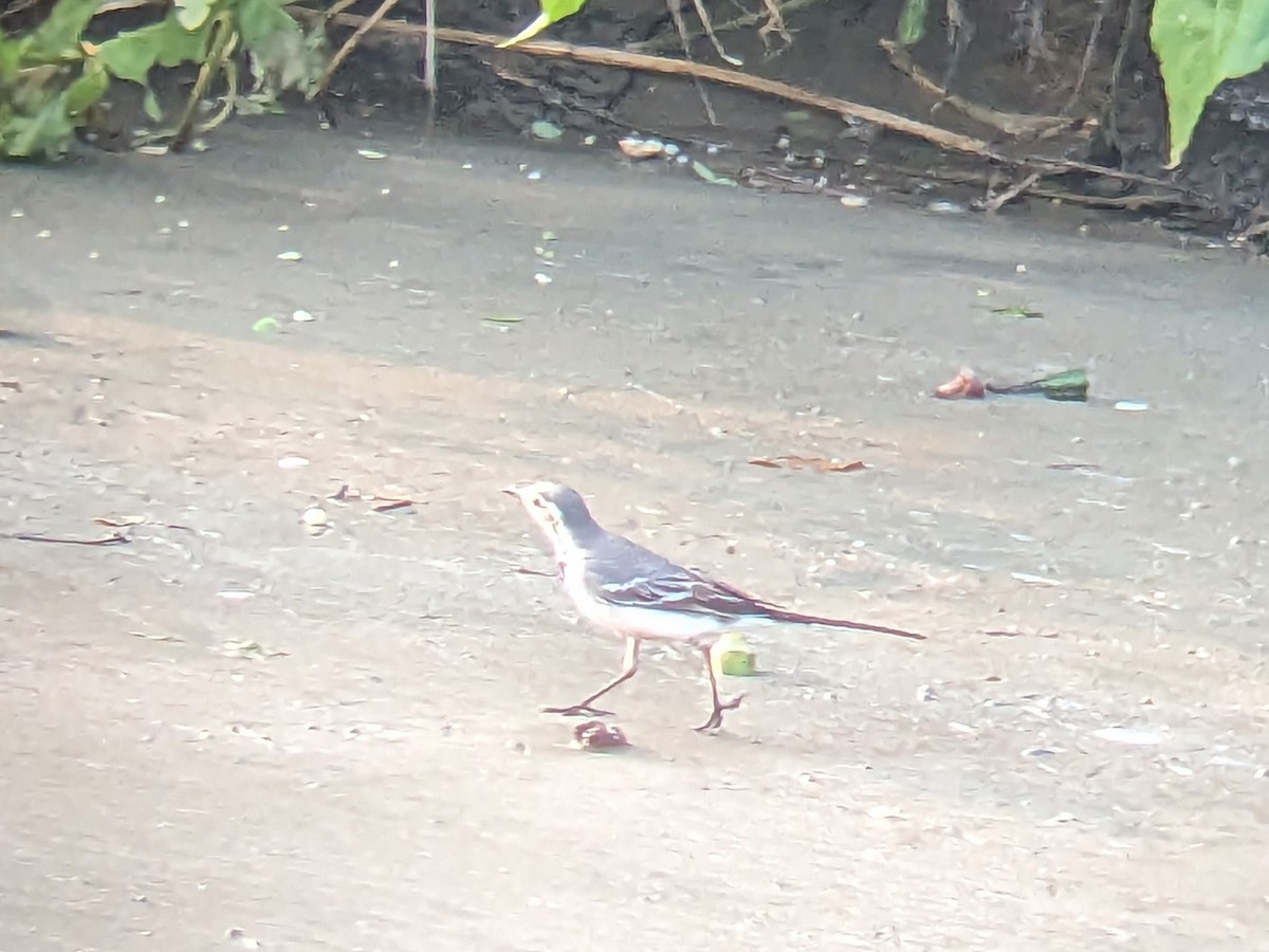 White Wagtail (White-faced/Transbaikalian) - ML613373501