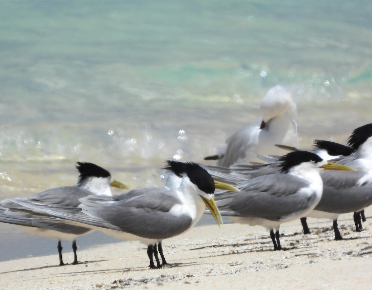 Great Crested Tern - ML613373516