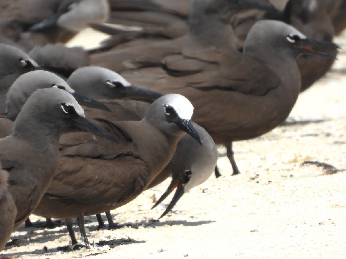 Brown Noddy - ML613373521