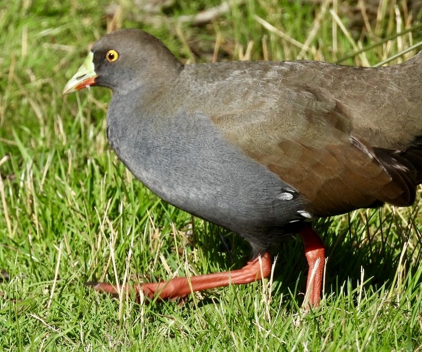 Black-tailed Nativehen - ML613373533