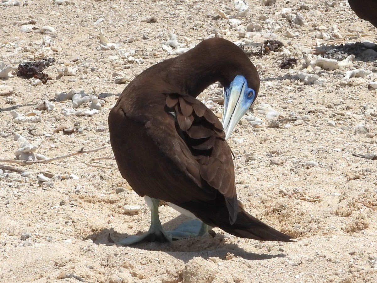 Brown Booby - ML613373536