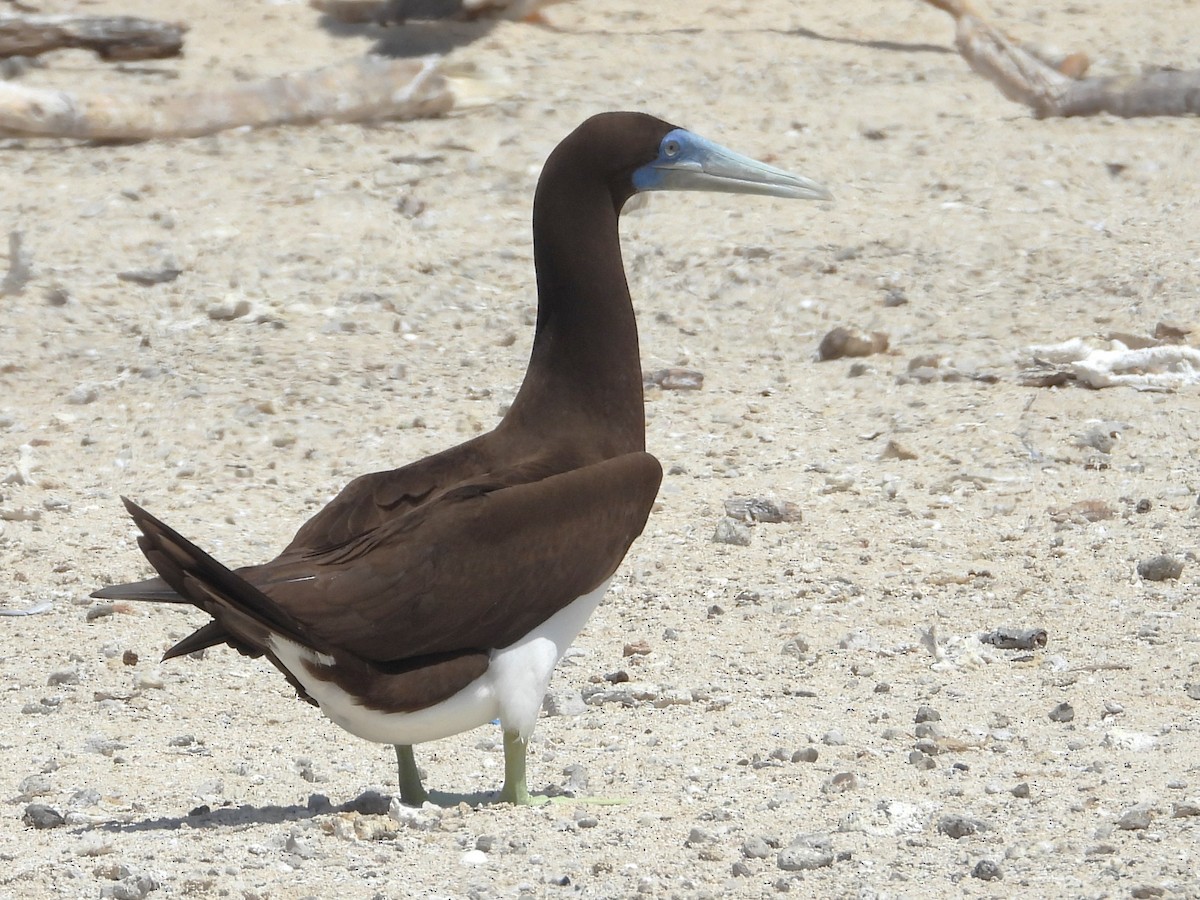 Brown Booby - ML613373537