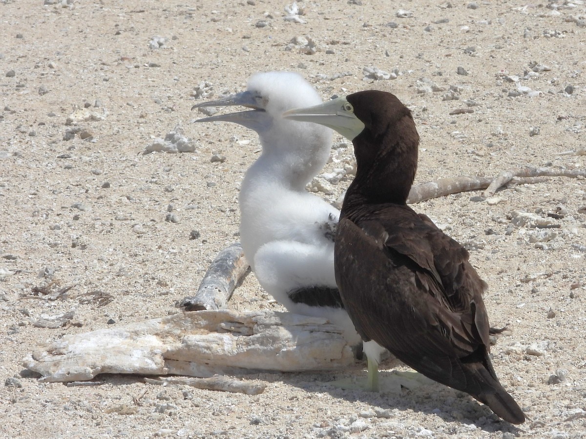 Brown Booby - ML613373538