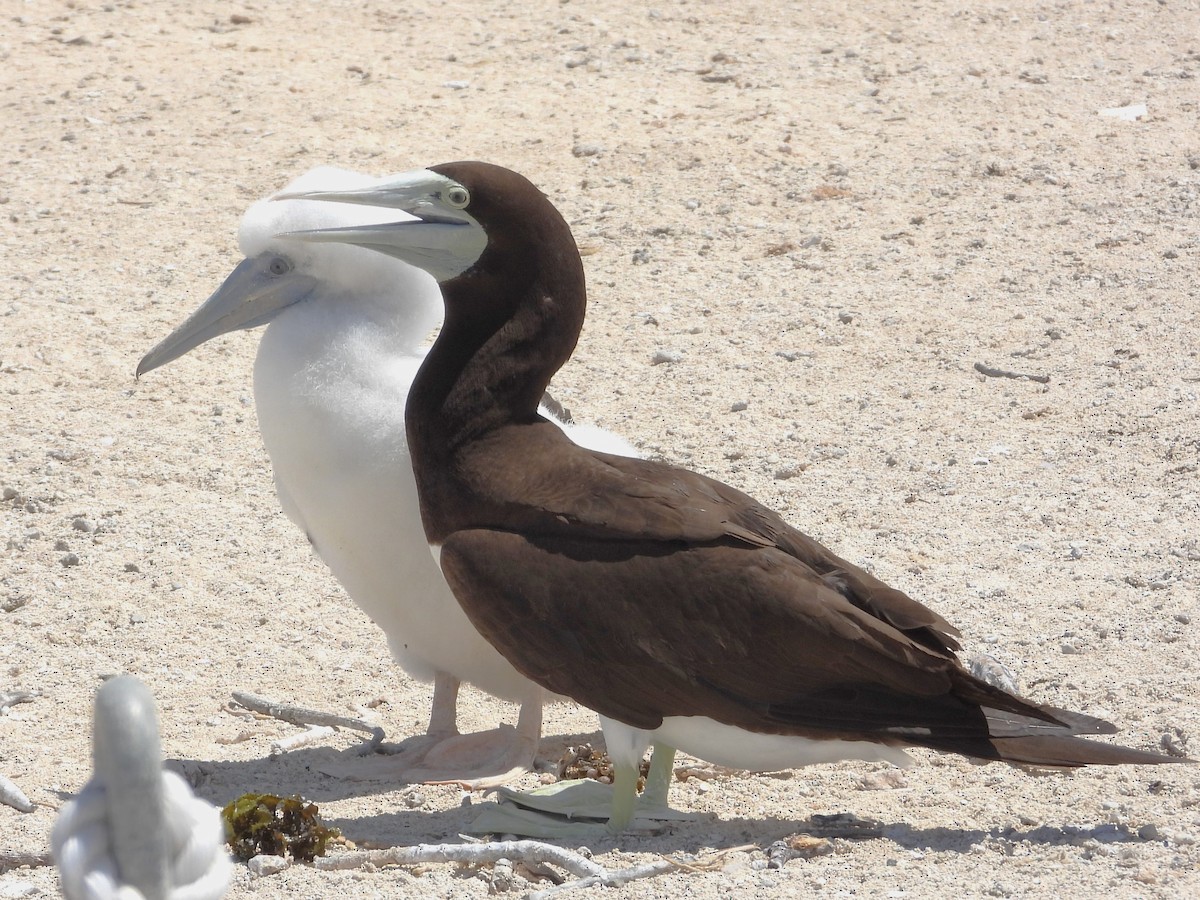 Brown Booby - ML613373539
