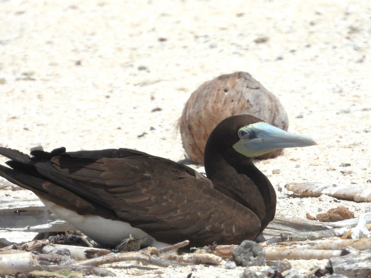 Brown Booby - ML613373540