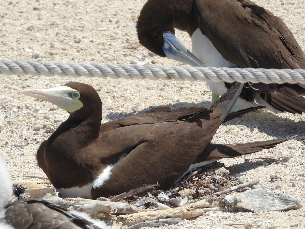 Brown Booby - ML613373541