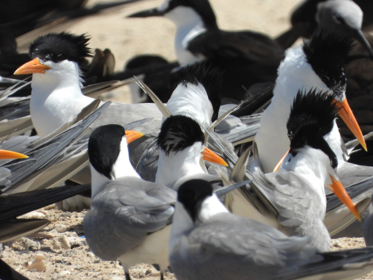 Lesser Crested Tern - ML613373555