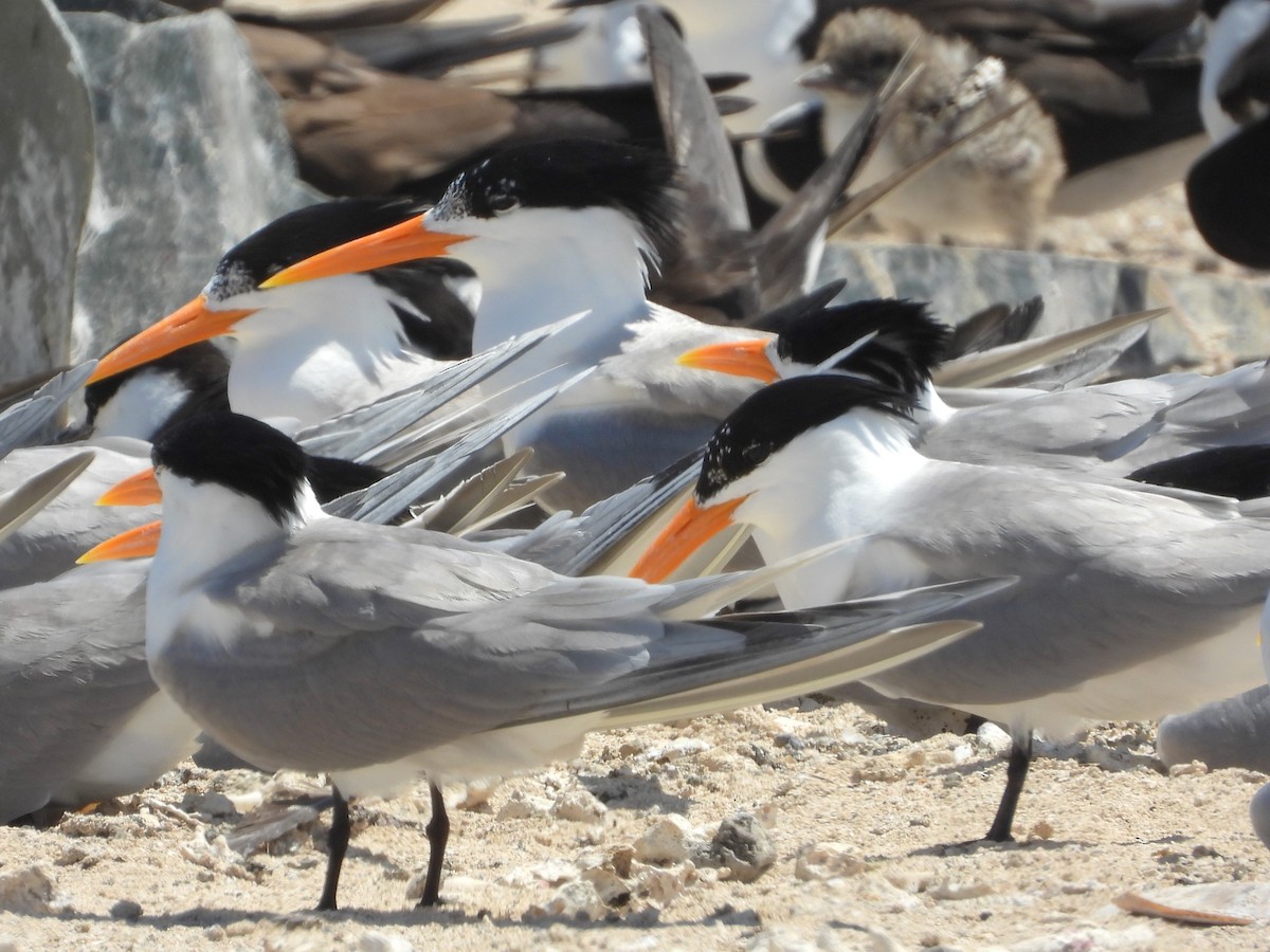 Lesser Crested Tern - FERNANDO GUTIERREZ