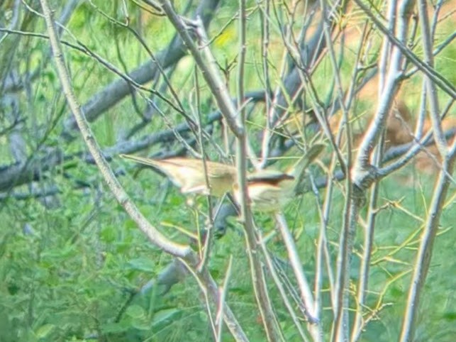 Booted Warbler - ML613373573