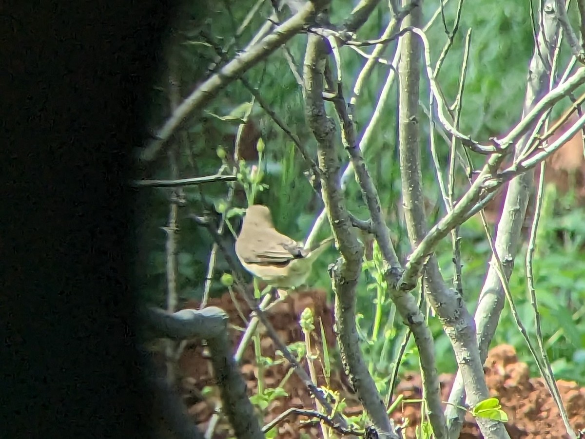 Booted Warbler - ML613373574