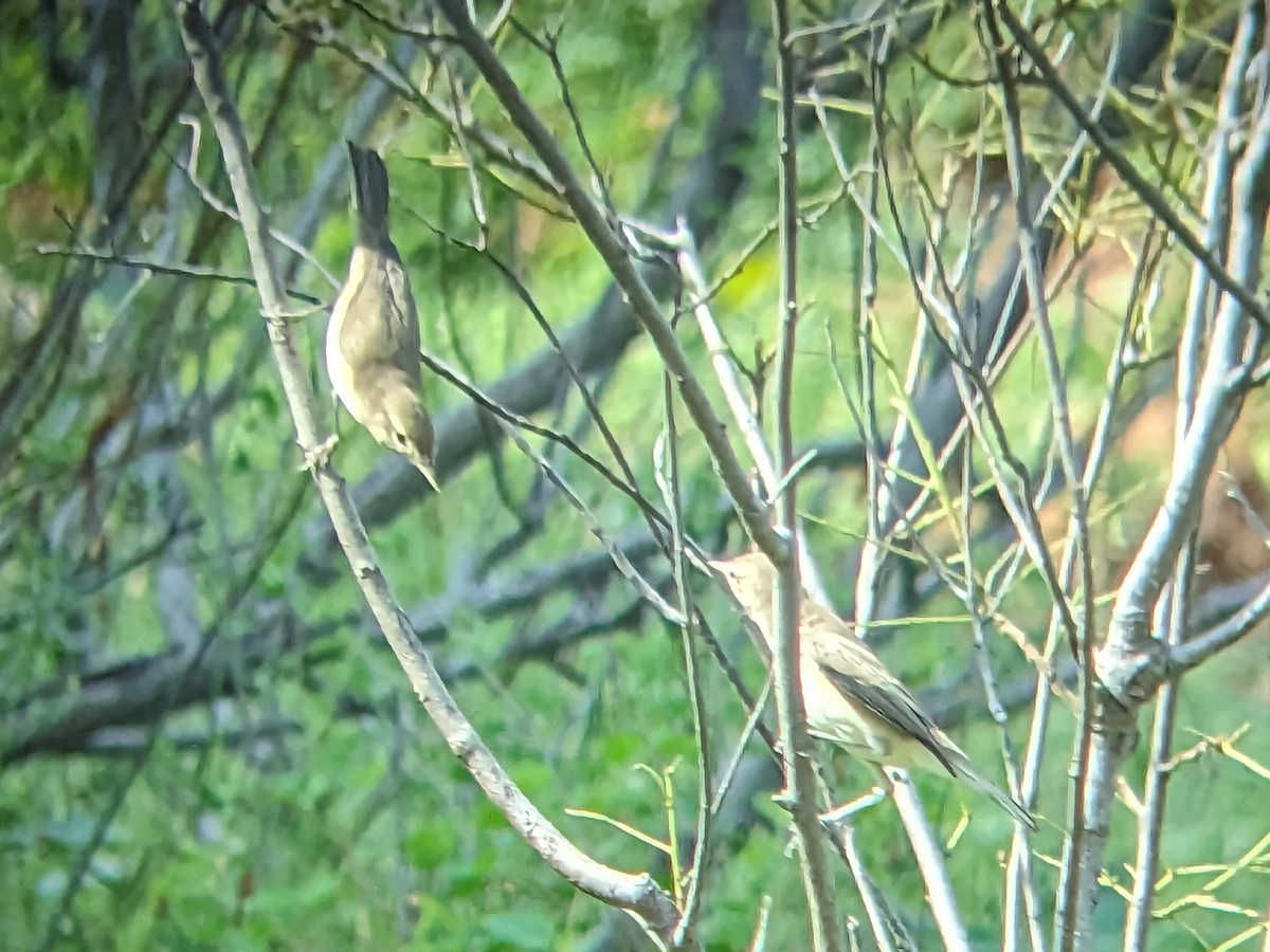 Booted Warbler - ML613373575