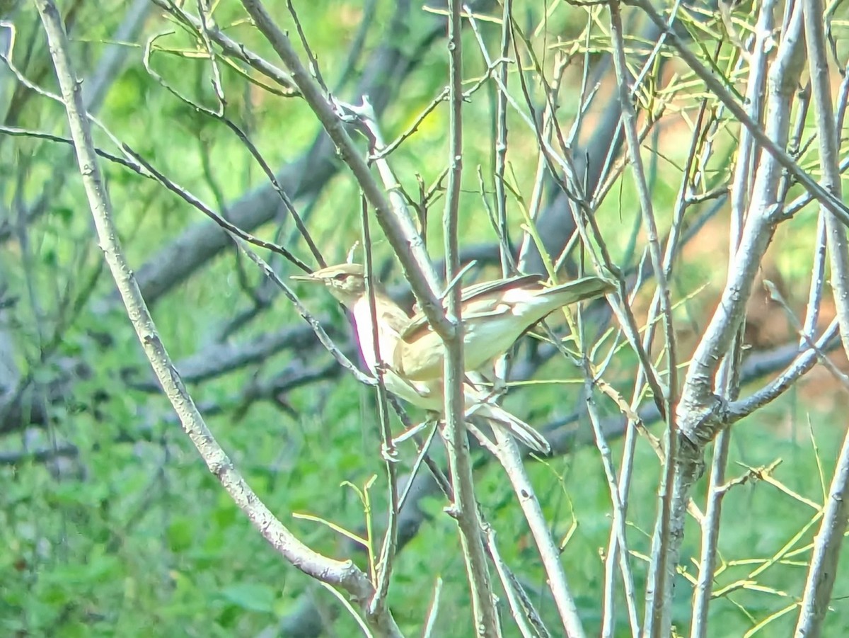 Booted Warbler - ML613373576