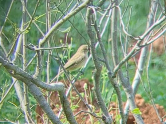 Booted Warbler - ML613373577