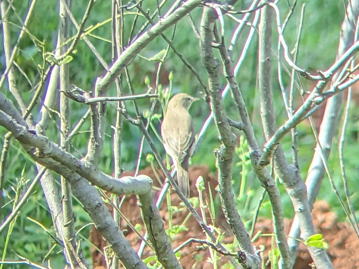 Booted Warbler - ML613373578