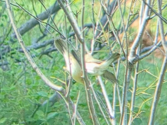 Booted Warbler - ML613373579