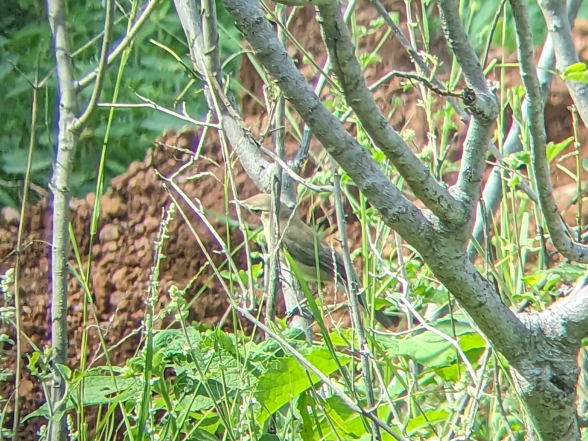Booted Warbler - ML613373580