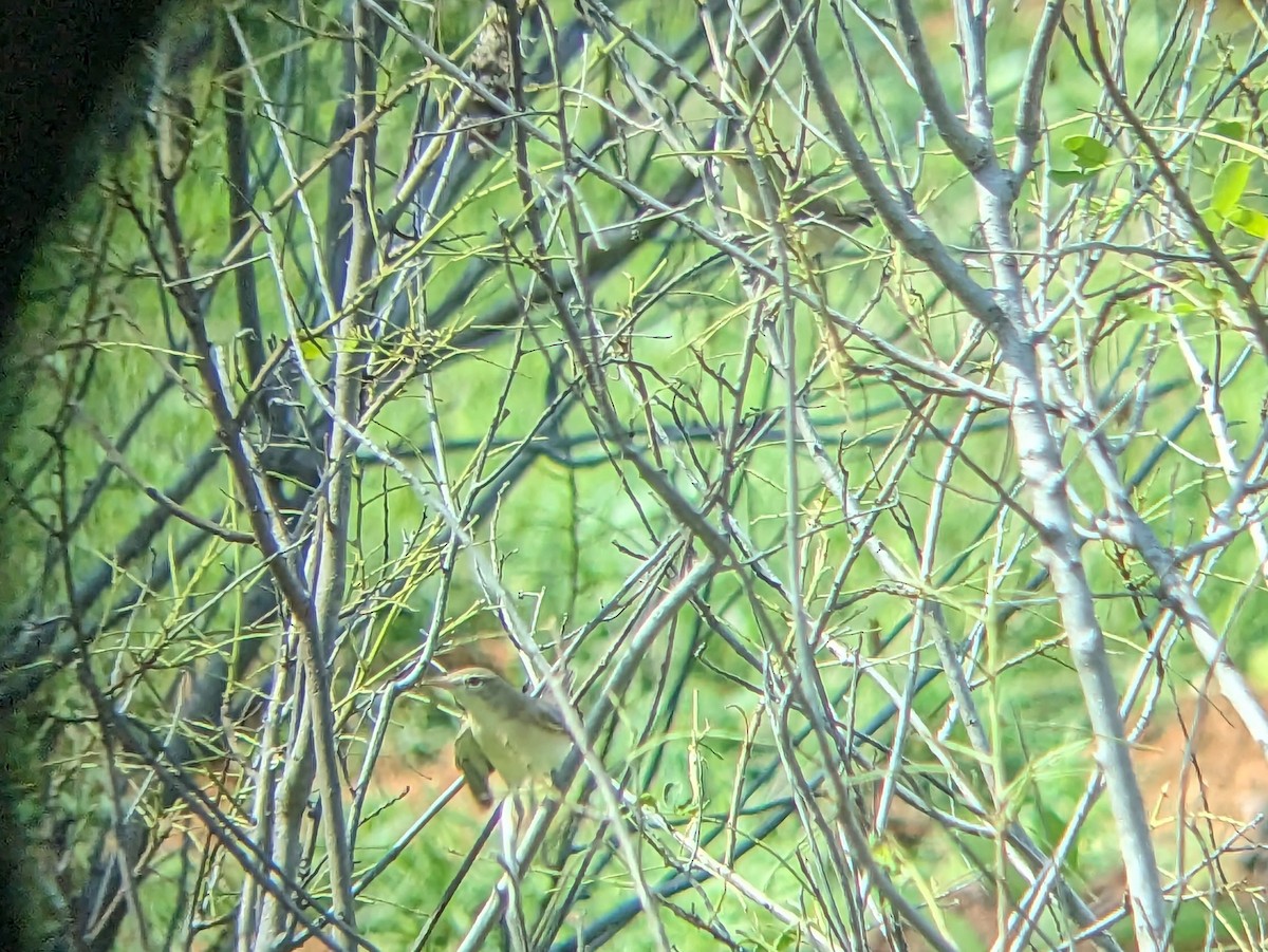 Booted Warbler - ML613373581