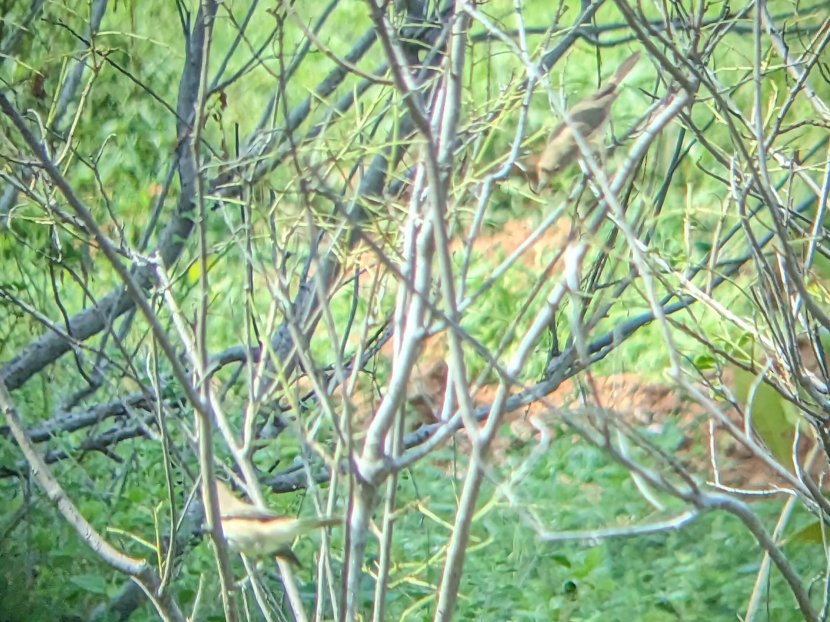 Booted Warbler - ML613373582