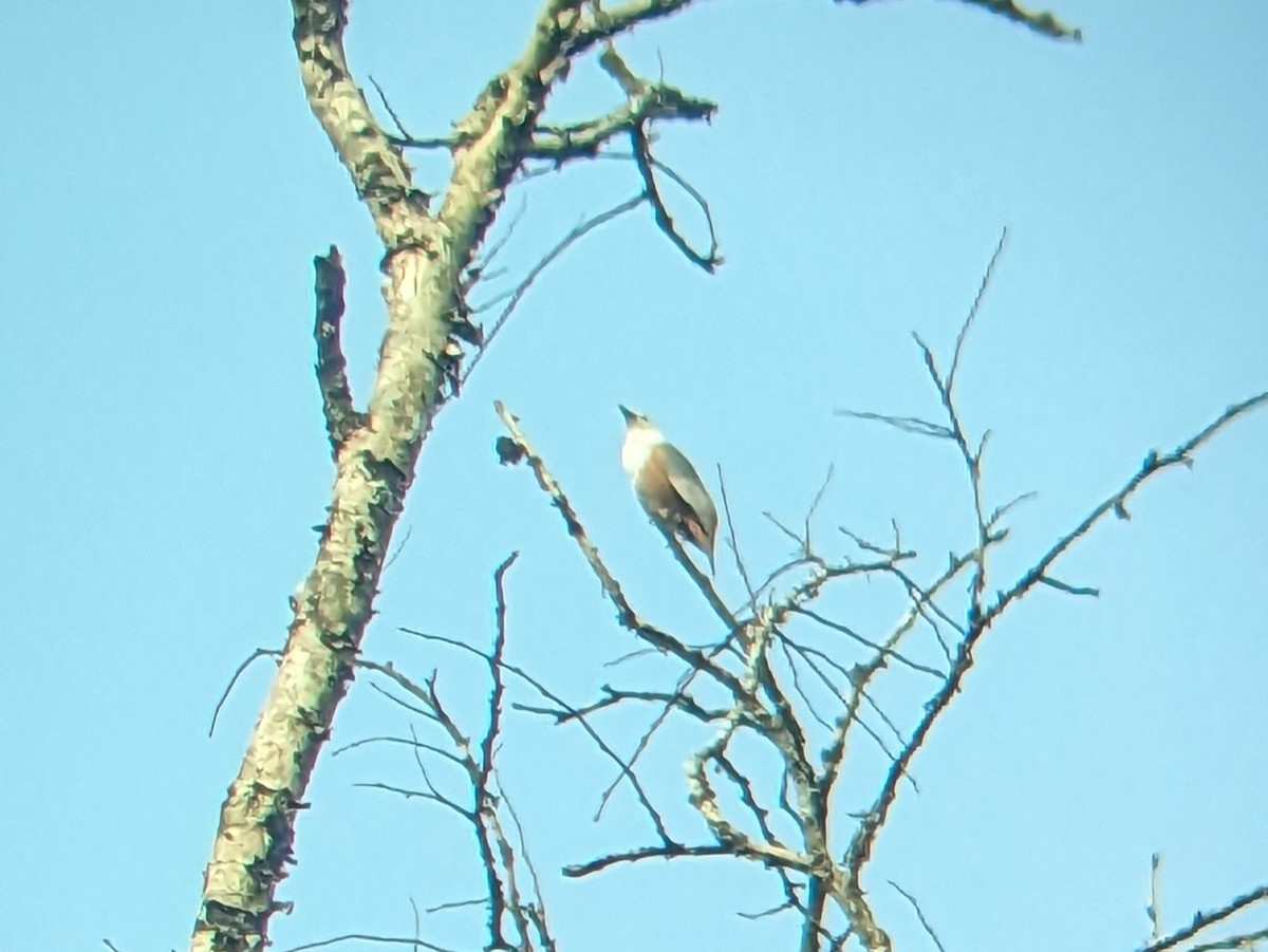 Malabar Starling - ML613373616