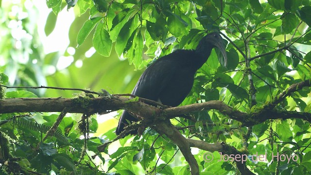 Ibis Verde - ML613373635