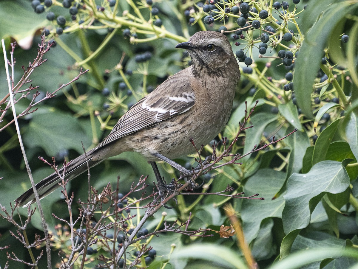 Chilean Mockingbird - ML613373645