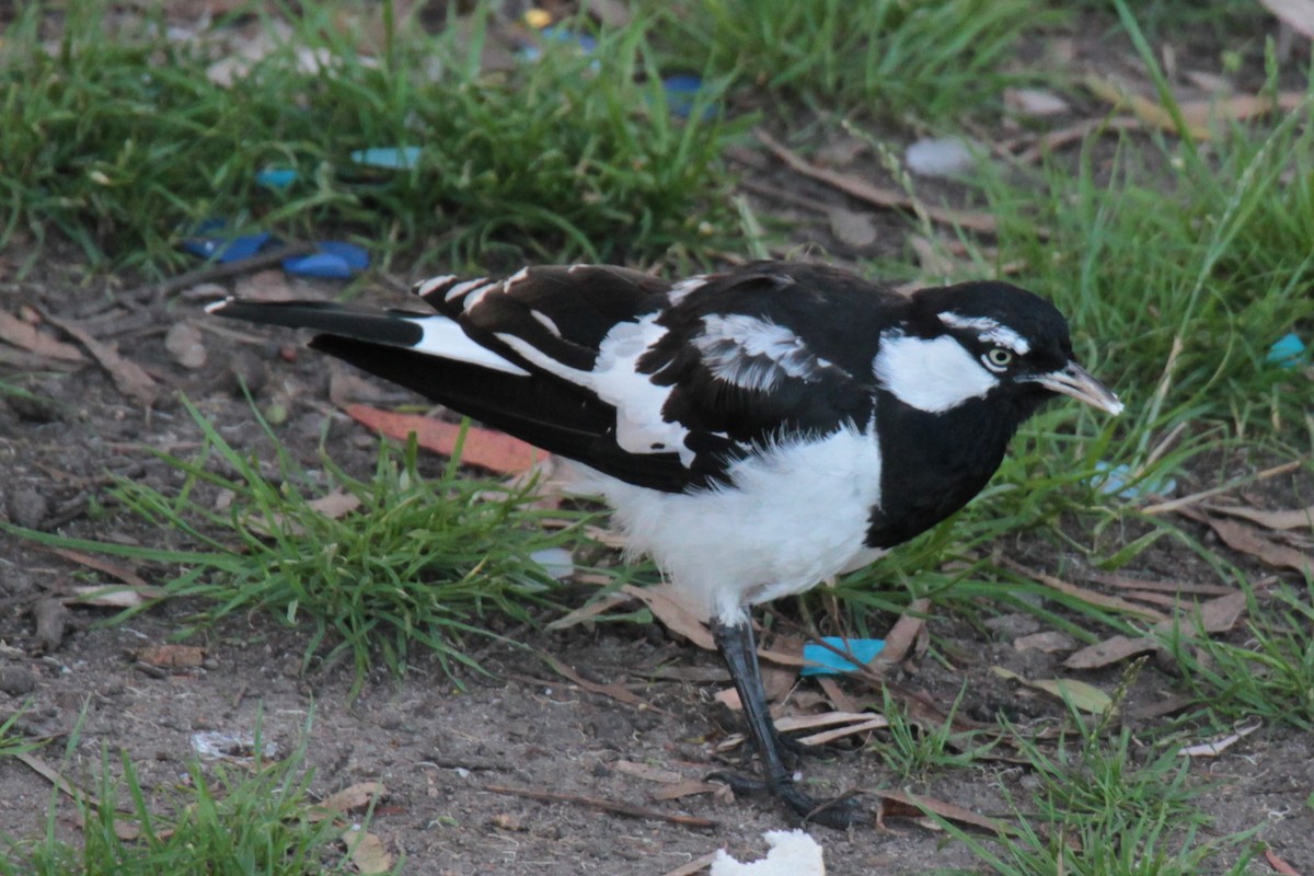 Magpie-lark - ML613373732