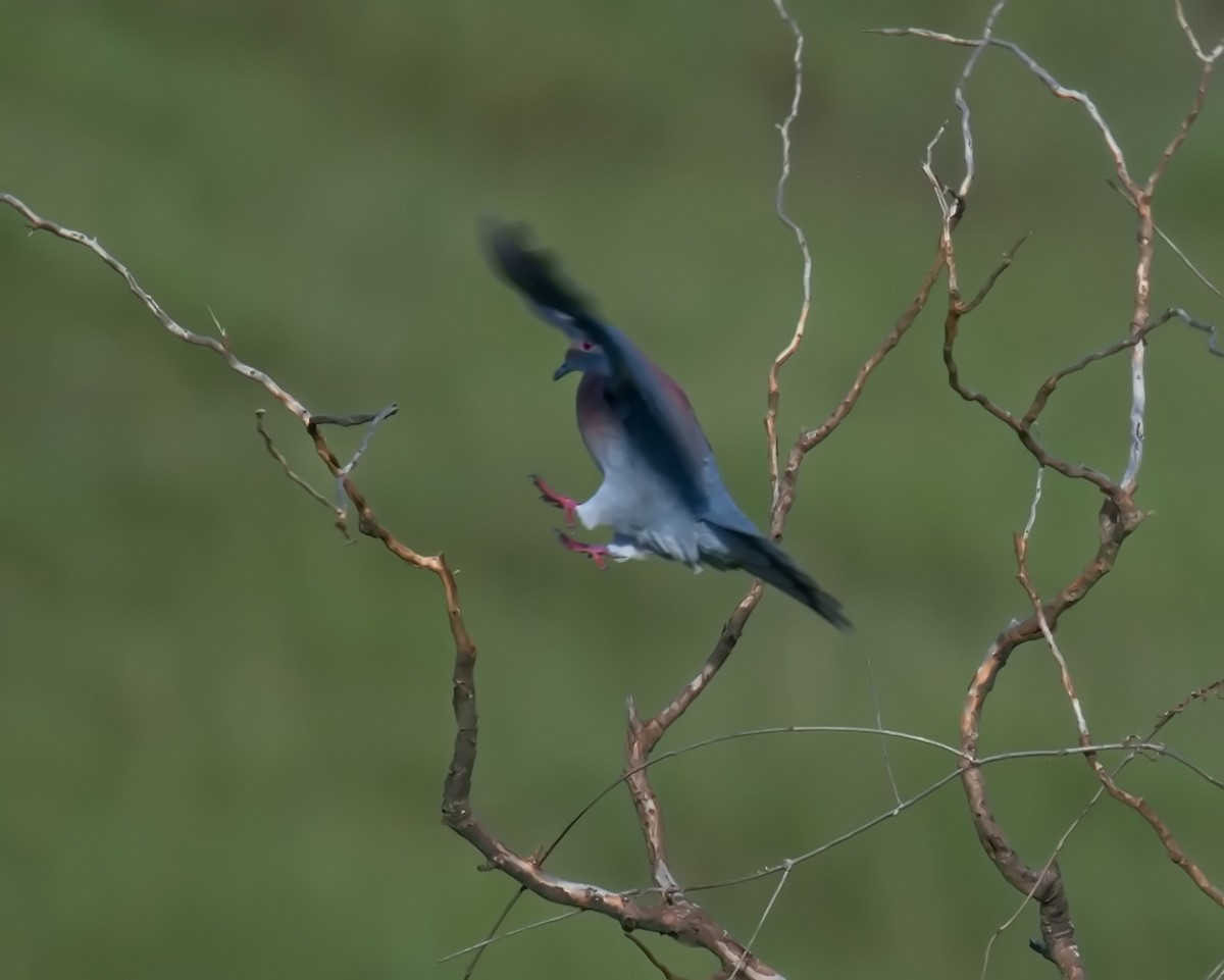 Pale-vented Pigeon - ML613373734