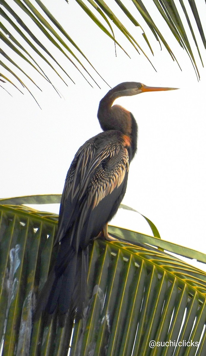 Anhinga Asiática - ML613373771