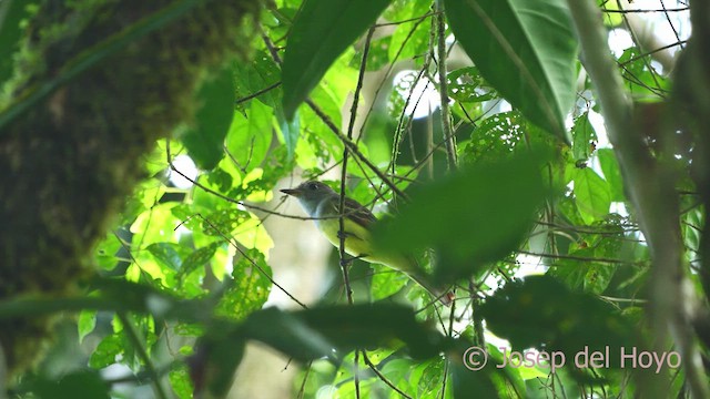 Great Crested Flycatcher - ML613373874