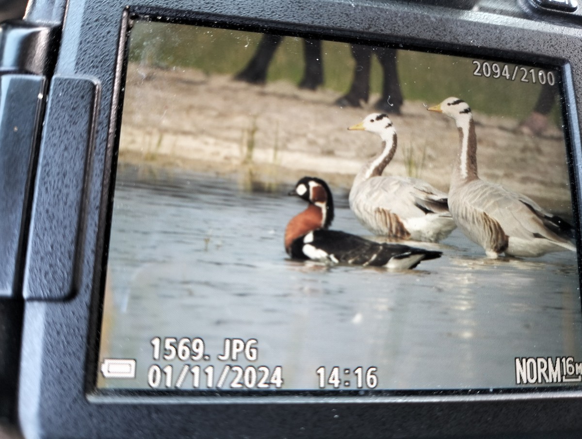Red-breasted Goose - ML613373980