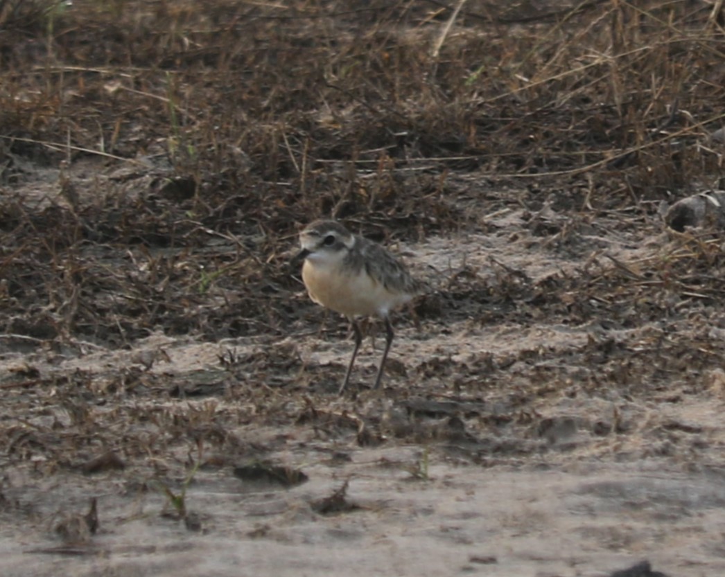 tanımsız Charadriidae sp. - ML613374006