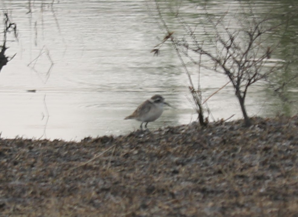 plover sp. - Jan Badura