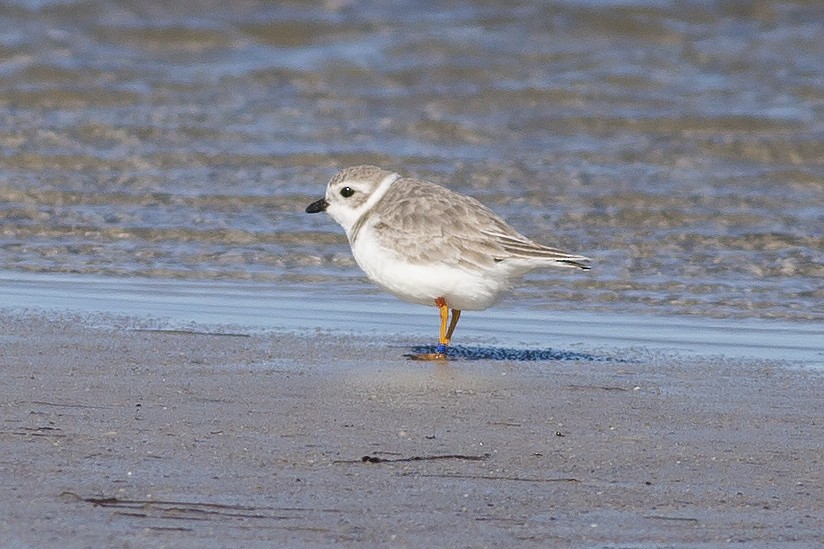 Piping Plover - ML613374048