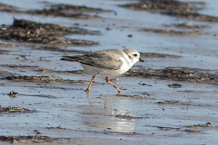 Piping Plover - ML613374049