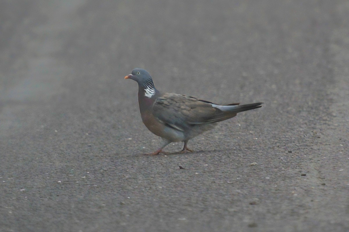 Common Wood-Pigeon - ML613374147